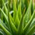 Aloes: właściwości, rodzaje i zastosowanie w pielęgnacji skóry